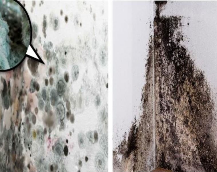 Mold and Mildew treatment